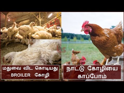 Caution | எச்சரிக்கை !!! மதுவை விட பாதிப்பு கோழி…? கட்டாயம் படியுங்கள்….....