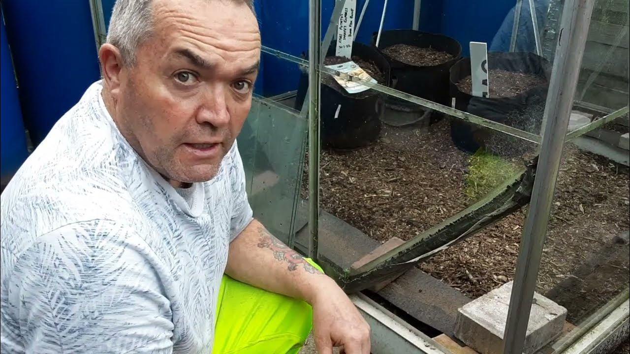how-do-i-fit-greenhouse-glass-clips-greenhouse-maintenance-allotment