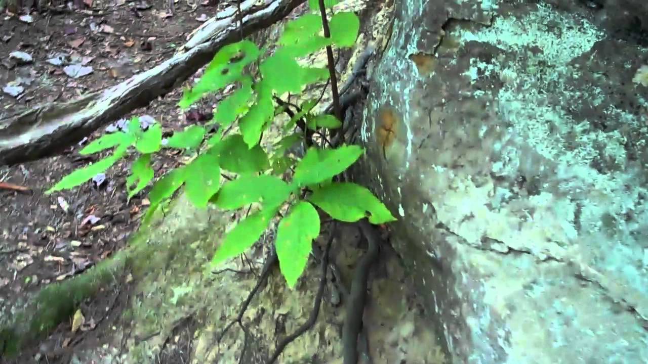 plants growing out of rocks sky bridge natural arch red river gorge youtube plants growing out of rocks sky bridge natural arch red river gorge youtube