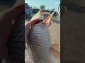 Сазан начал брать по бешеному ..