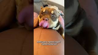 Как животные узнают о беременности раньше, чем сама женщина #cat #dog #кот
