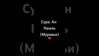 Сура: Ан-Намль (Муравьи)❤️Чтецы Билал Дарбали и Мухаммад Дибиров Красивое Чтения Корана | #quran