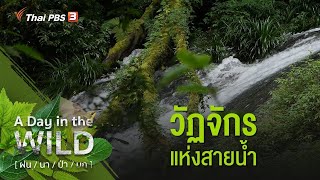 วัฏจักรแห่งสายน้ำ : A Day in the WILD