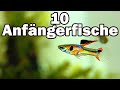 10 Anfängerfische für das 60cm-Aquarium (#73)