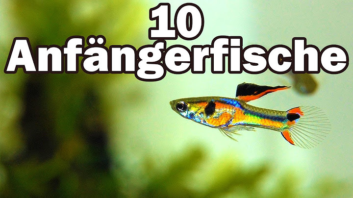 10 Anfängerfische für das 60cm-Aquarium (#73)