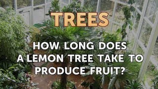 What Time of Year Do Lemon Trees Produce Fruit? 