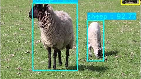 YOLO Sheep Detection