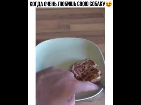 Когда очень любишь свою собаку |Tik tok \ приколы тик ток| #shorts