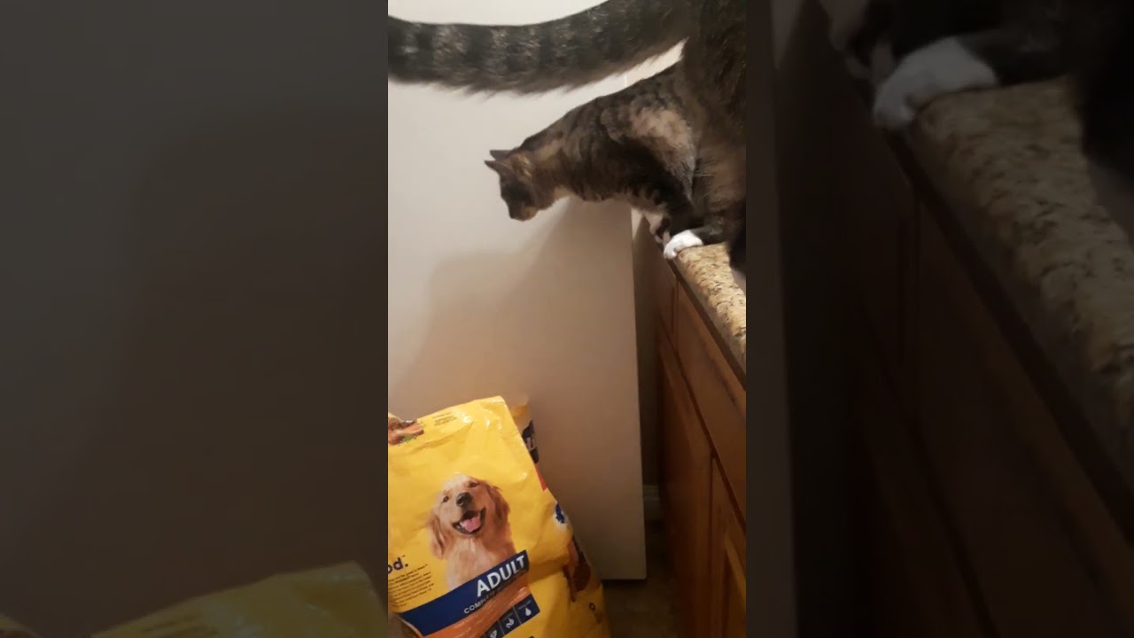 CAT JUMPS FAR OFF COUNTER
