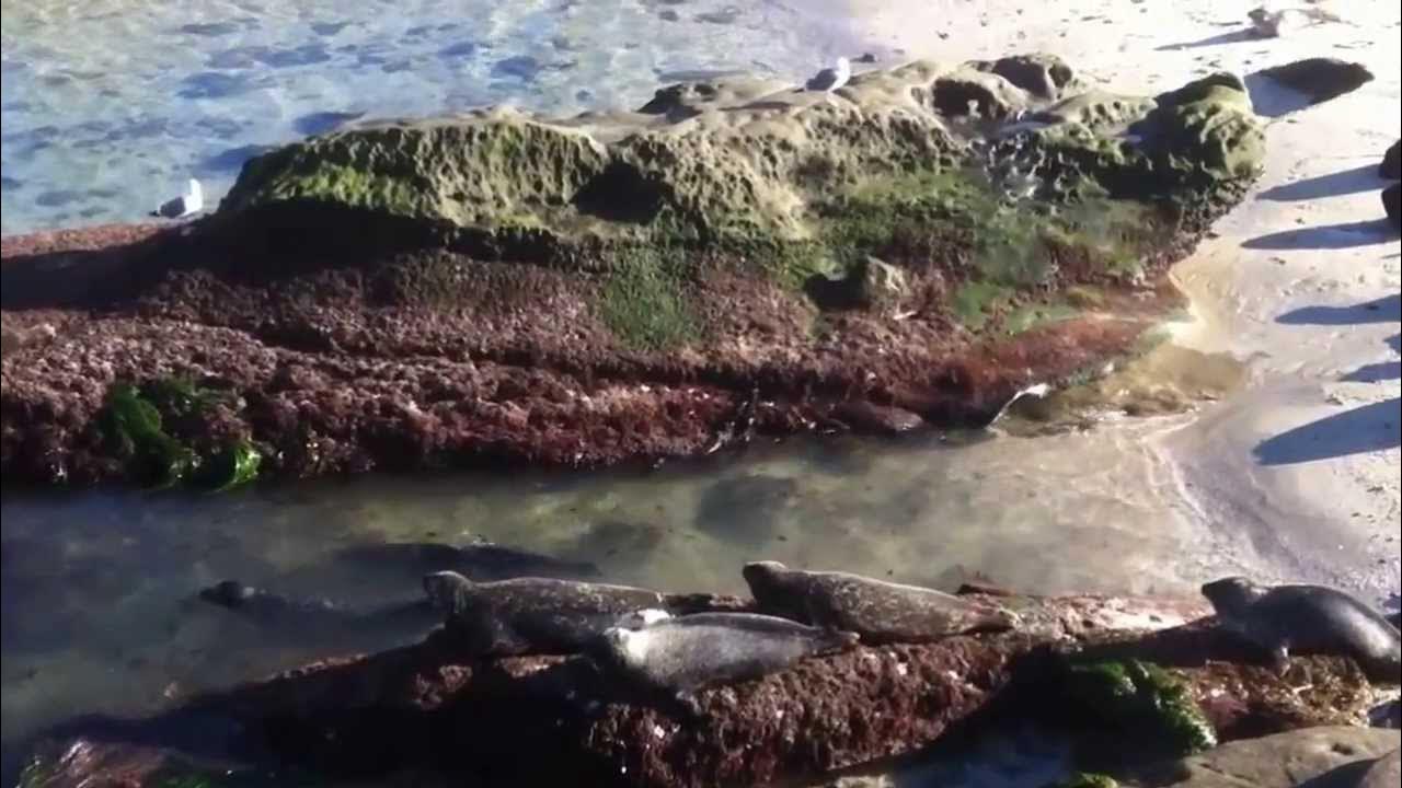 La Jolla Seal Beach San Diego California YouTube