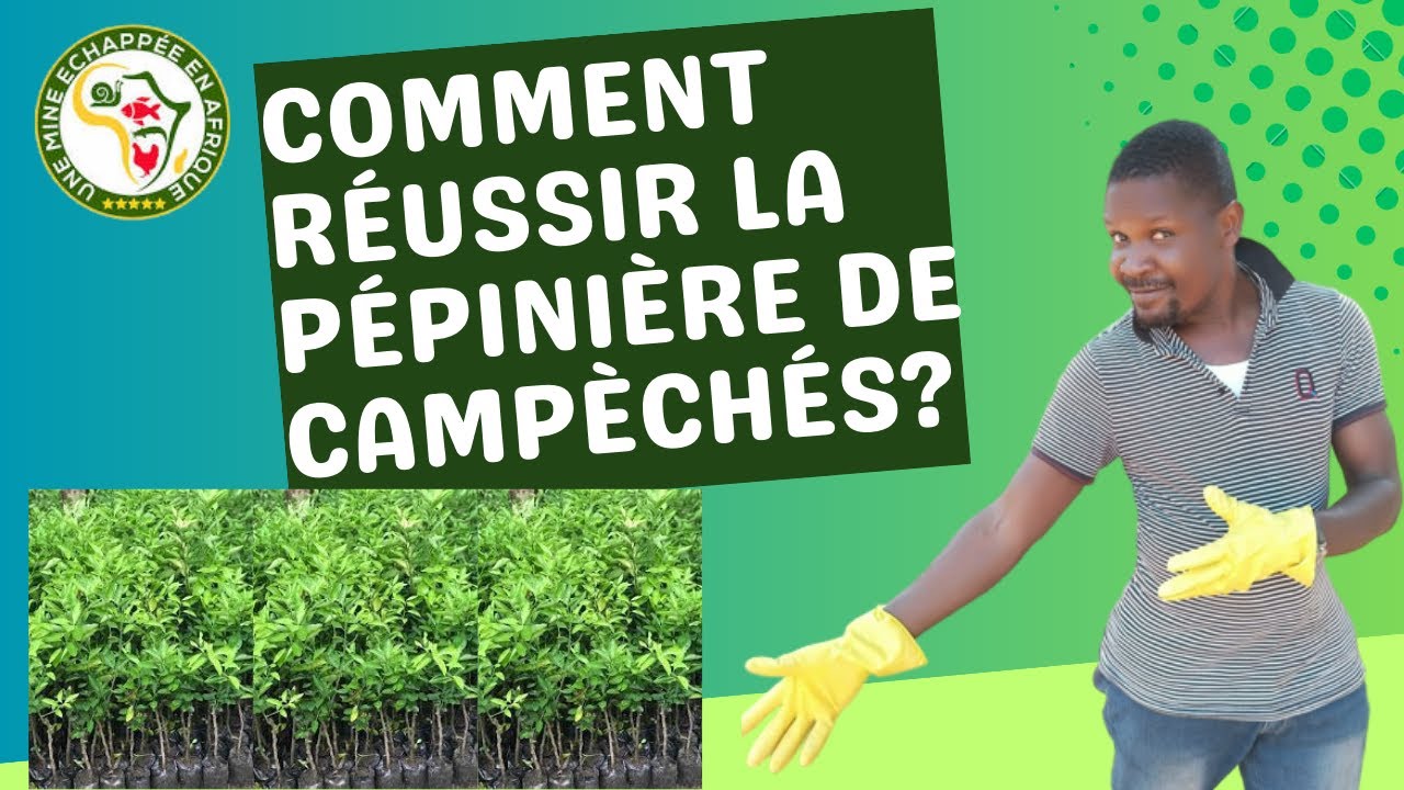 Comment réussir la pépinière de campéchés?