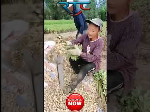 Video: Karat Pada Kacang Polong Selatan: Cara Mengobati Karat Kacang Polong Selatan Di Kebun