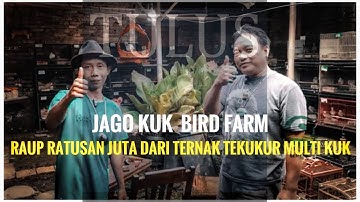 CARA budidaya tekukur multi kuk hingga raup ratusan juta