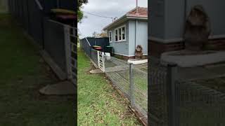 237 HECTOR ST, SEFTON NSW 2162