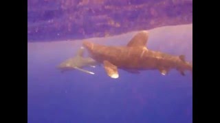 Shark video, Подводное видео акул в Красном море.(Подводное видео акул 2005 год в районе о.Эльфинстоун, Красное море, Египет. На фотоаппарат Olympus C5060. Обратите..., 2013-02-11T05:51:27.000Z)