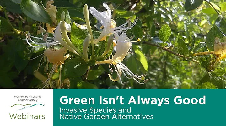 Green Isn't Always Good: Invasive Species and Native Garden Alternatives