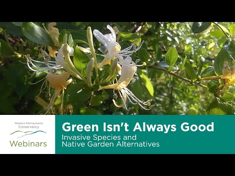 Vidéo: Buttonbush Plant Info - En savoir plus sur la culture des arbustes Buttonbush