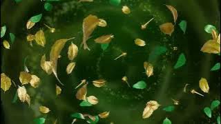 Iklan Djarum Safari - The 12 Wraps Leaf Sheets In Single Packs (2025)