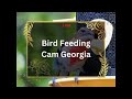 Bird feeding cam - Georgia
