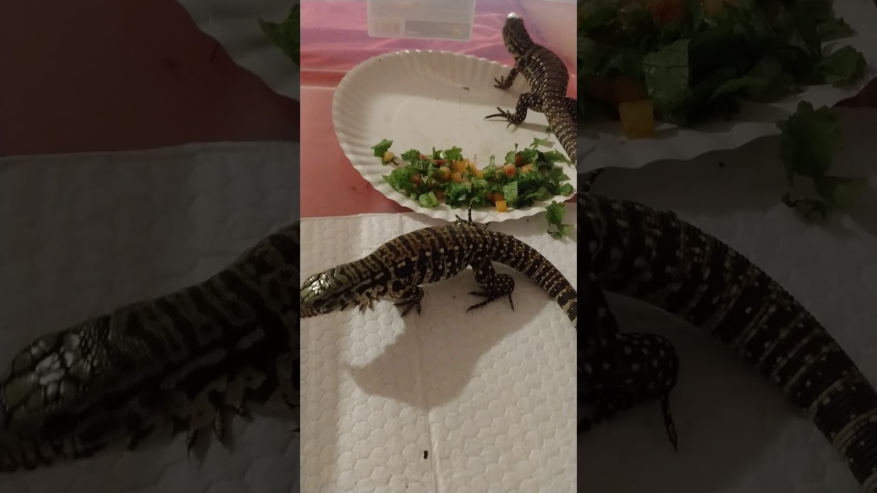 camera iphone 8 plus apk How about some greens and veggies Tegu's?