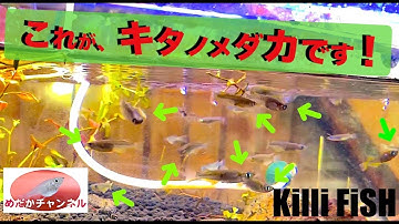 キタノメダカ Youtube