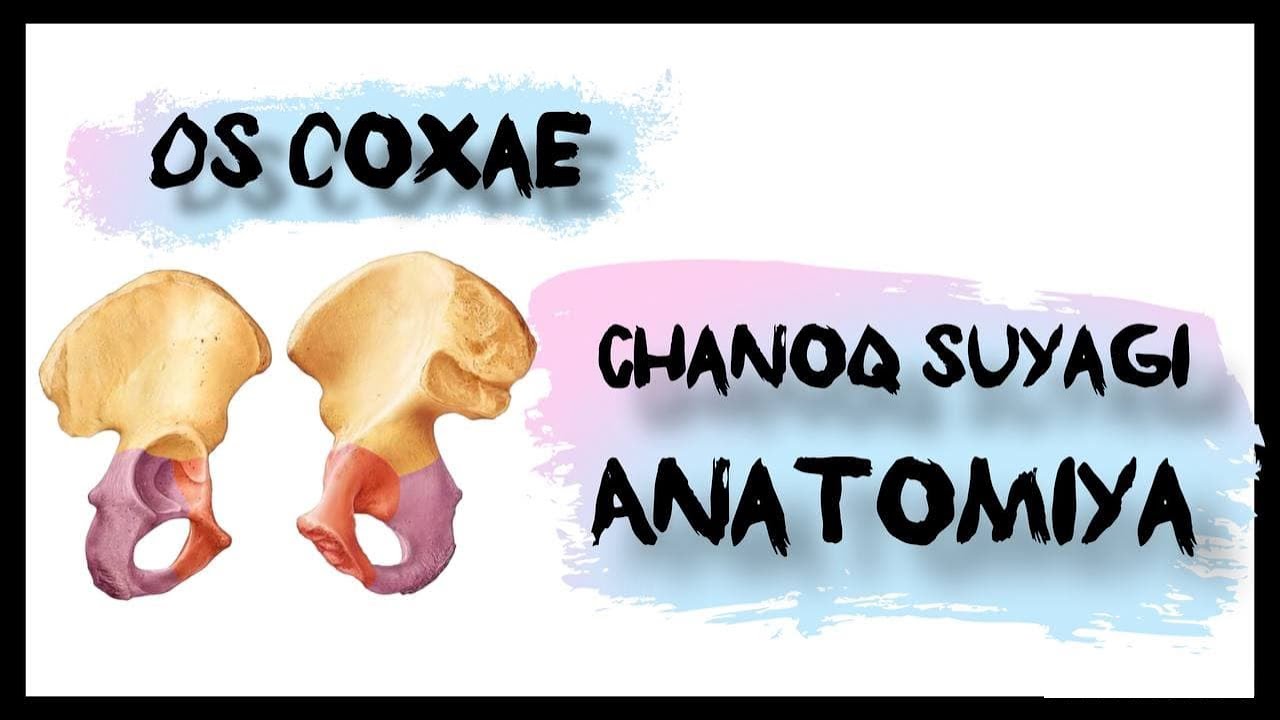 Chanoq suyagi | Os coxae | Anatomiya | lotin tilida