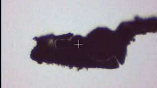Long-wavelength native-SAD phasing