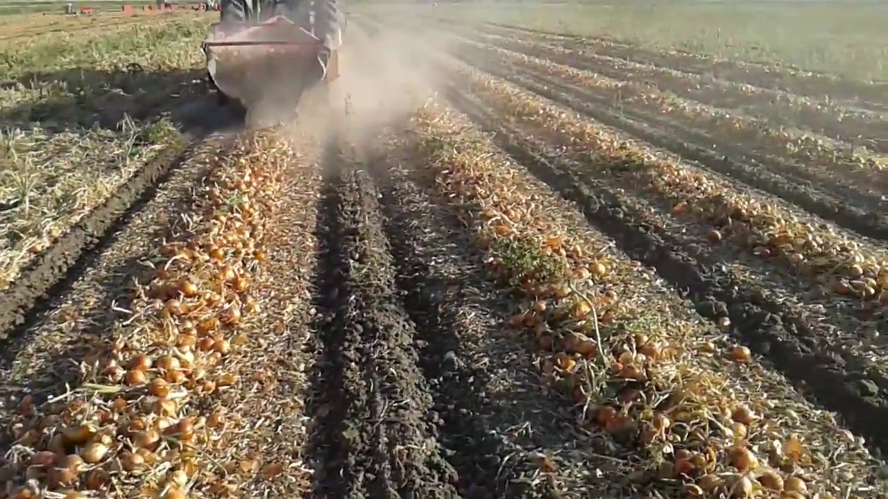soğan sökme makinesi coşkun çelik-Polatlı.Onion harvester