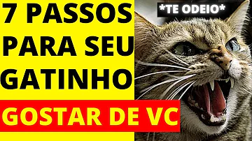 Como fazer o gato se acostumar com a gente?