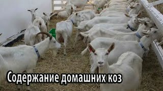 Содержание домашних коз