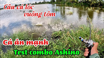 Câu cá lóc vuông tôm.. cá ăn liên tục #huukhuynhkiengiang (tập 201).