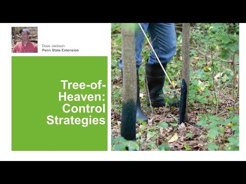 تصویری: کنترل علف های هرز Tree Of Heaven - آموزش نحوه کشتن علف های هرز درخت بهشت