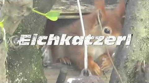 2015_Eichkater im Futterhaus