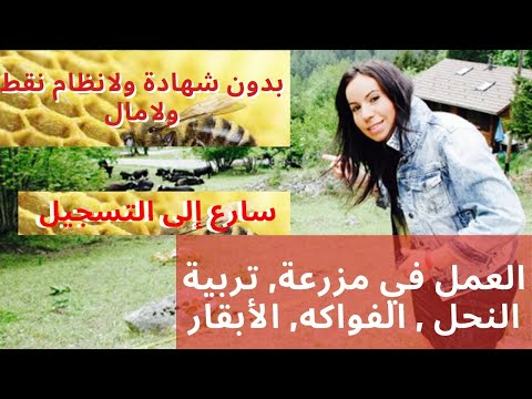 مطلوب عمال نحل في كندا ب 17 دولار للساعه مع توفير تدريب بدون مؤهلات دراسيه