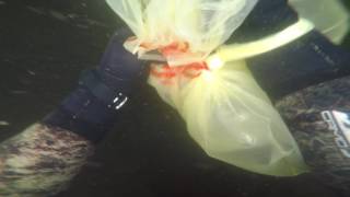 Раки Светогорск Вуокса подводная охота Svetogorsk Vuoksa river crayfish spearfishing