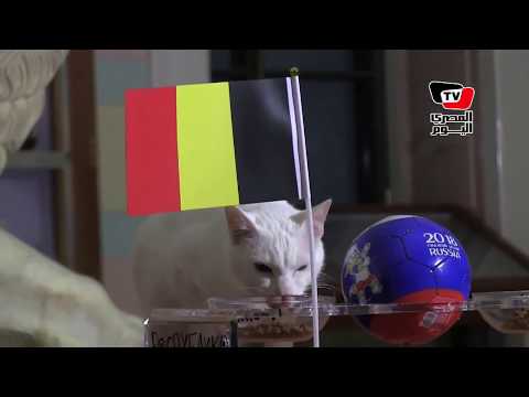 القط أخيل يتنبأ بفوز بلجيكا على فرنسا في مباراة اليوم