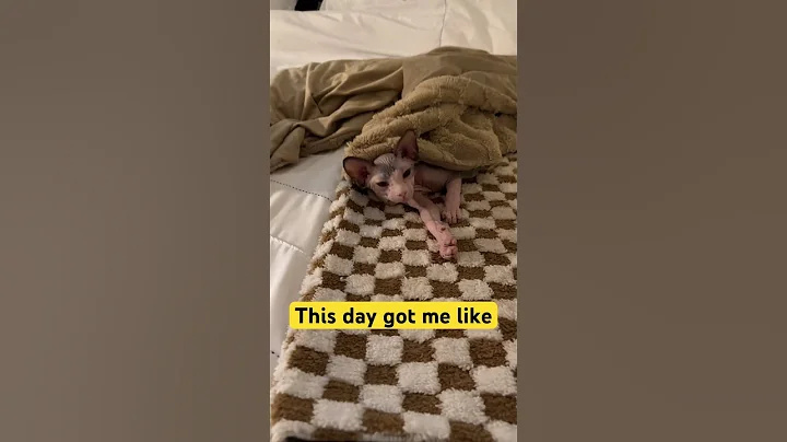 Video 7523351: sphynx kitten, sleepy sphynx