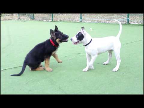 დექსტერი თამაშობს გირჩებით