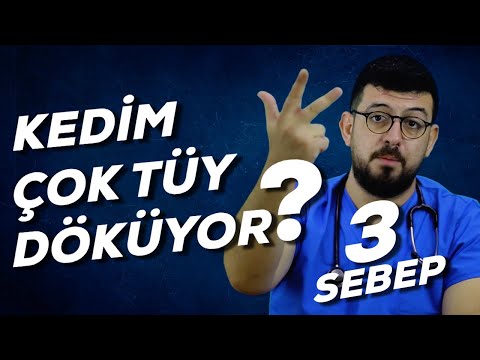 Kedi Tüy Dökülmesi / Tüy Sorununun 3 Nedeni / ''Eğer O Hayvan Tüy Döküyorsa Suçlu Sensin''