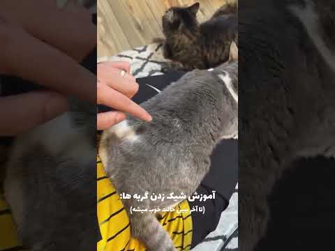 بندری رقصیدن گربه گربه رقص  
