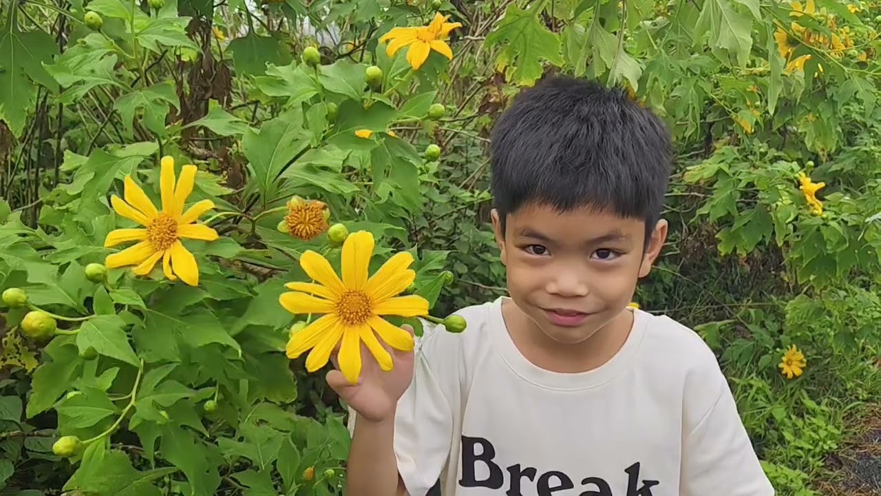 กางเต็นท์ทุ่งดอกบัวตอง