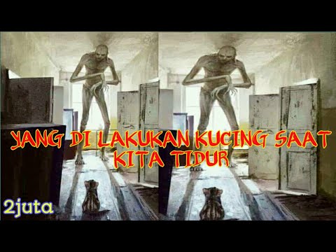 Video: Kejahatan Yang Menimpa Manusia Pada Malam Hari, Yang Dirasakan Dan Sangat Ditakuti Oleh Kucing - Pandangan Alternatif