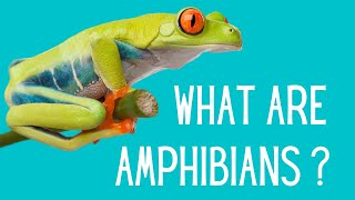 What are the characteristics of Amphibians? screenshot 5