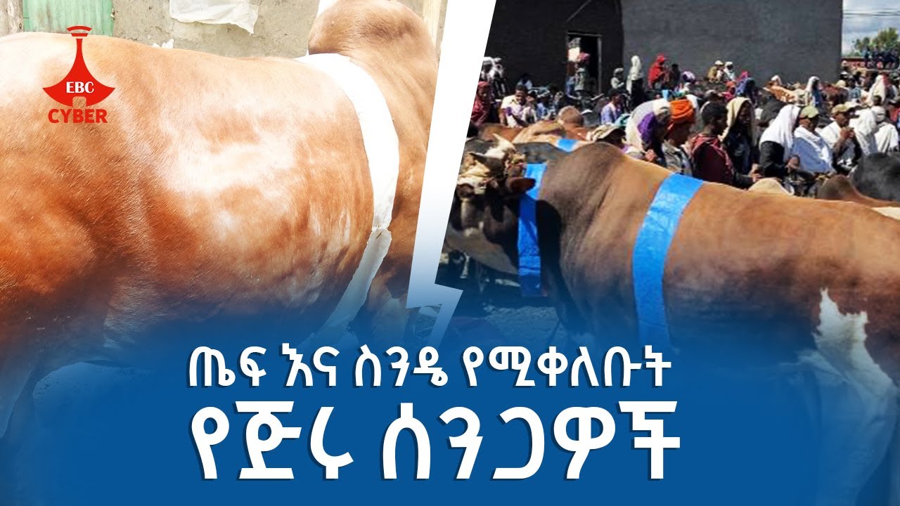 ጤፍ እና ስንዴ የሚቀለቡት የጅሩ ሰንጋዎች Etv | Ethiopia | News