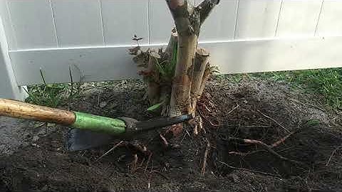 Hedge or shrub stump removal