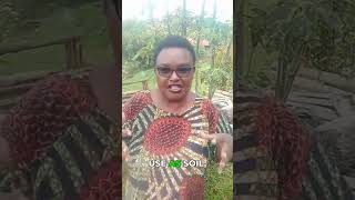 Save Big on Mushroom Substrate! Smart Growing Tips!