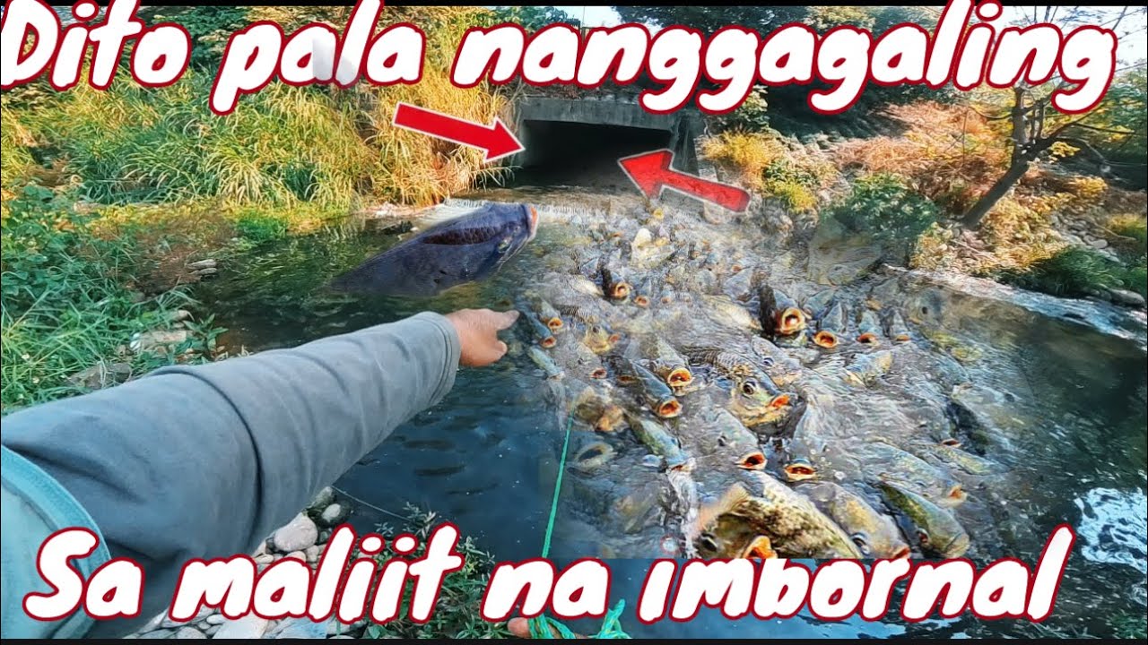 Nakakakilabot na mga isda sa maliit na imbornal nanirahan!