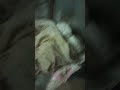 Hand Eats Mommy's hair