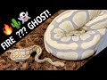 So THAT is what Desert Ghost does!   When to QUIT your job to work with reptiles?! 😬vlog 40