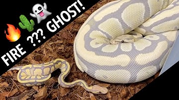 So THAT is what Desert Ghost does! + When to QUIT your job to work with reptiles?! 😬vlog 40